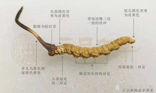 白萝卜陈皮山楂肉桂煮水喝有什么功效和作用专区_白萝卜陈皮山楂一起煮水喝有什么功效专区_陈皮桂皮山药白萝卜鸡汤功效网