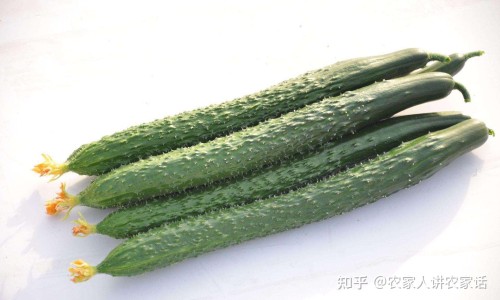 胡萝卜山药陈皮桂圆能一起吃吗-白萝卜陈皮山楂肉桂煮水喝有什么功效和作用专区_白萝卜陈皮山楂一起煮水喝有什么功效专区_陈皮桂皮山药白萝卜鸡汤功效网